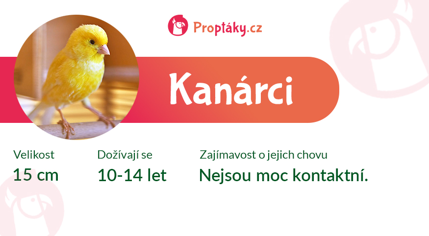 Kanarci_medailonek